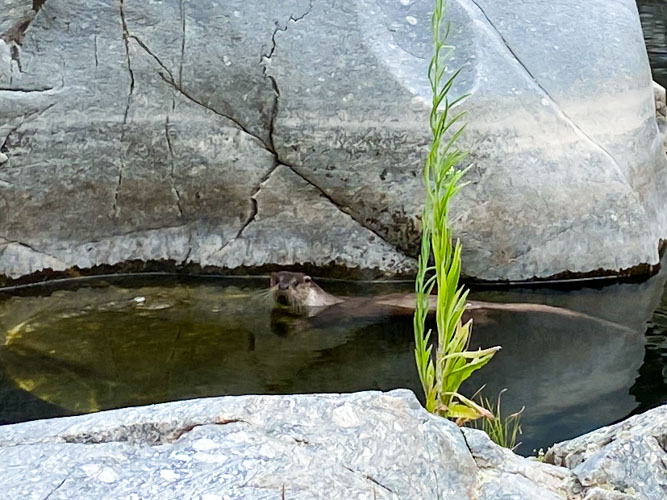 Loutre dans l'eau entre le rochers regardant le photographe