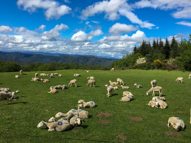 Brebis se reposant dans un pâturage vert entouré de foret sous un ciel bleu avec des cumulonimbus