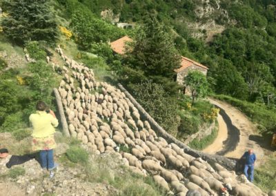 Transhumance 2016 col de l'Asclié