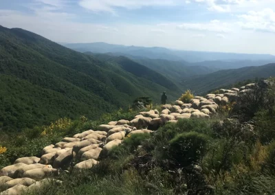 Troupeau de mouton devant la statue du berger