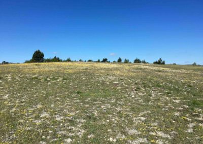 fleurs jaunes sur le plateau de la can de l'hospitalet