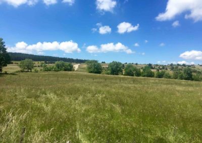 Prairie en Cévennes sur la can de l'hospitalet