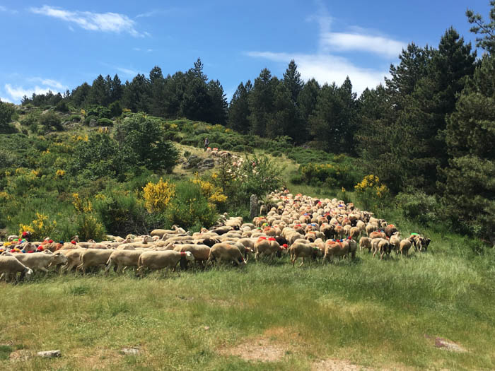 Fête de la transhumance à l’Espérou